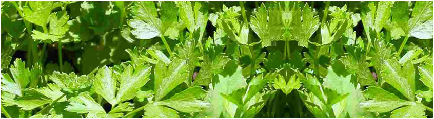 vendita erbe aromatiche Bolzano